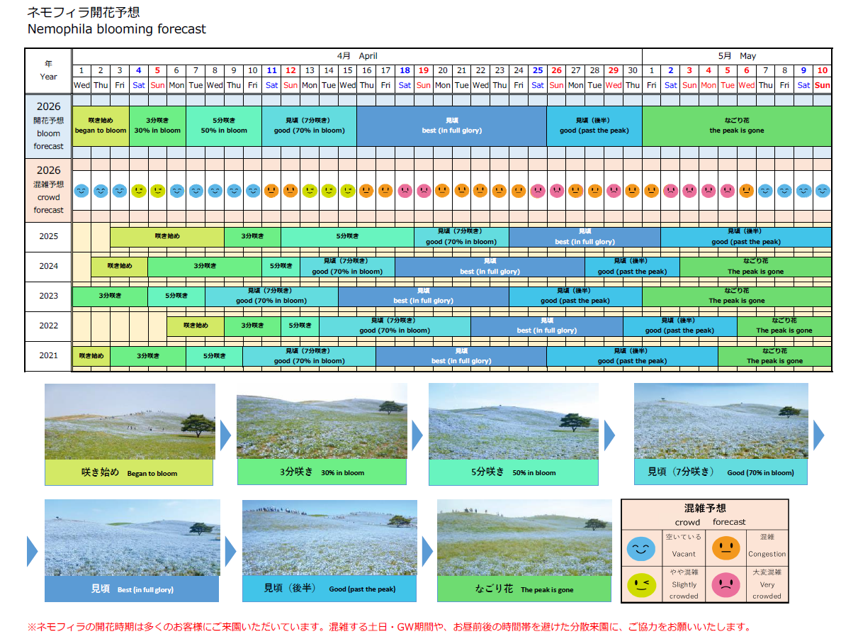 ネモフィラ開花予想0302