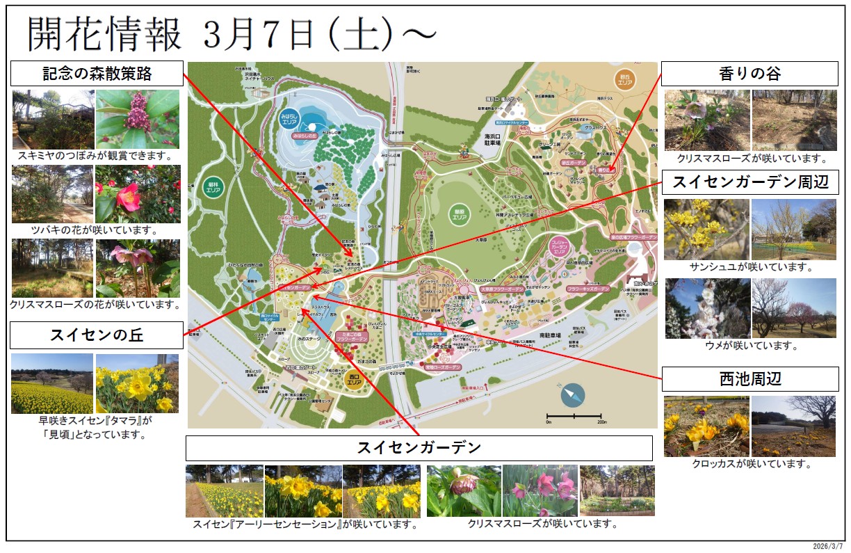 最新の開花情報に関するページ