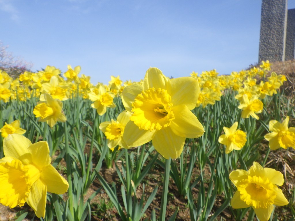 スイセンの丘１