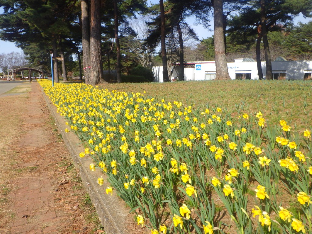 スイセンガーデン１
