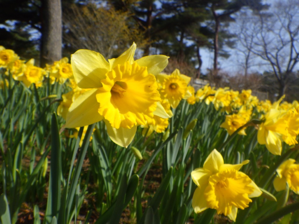 スイセンガーデン２