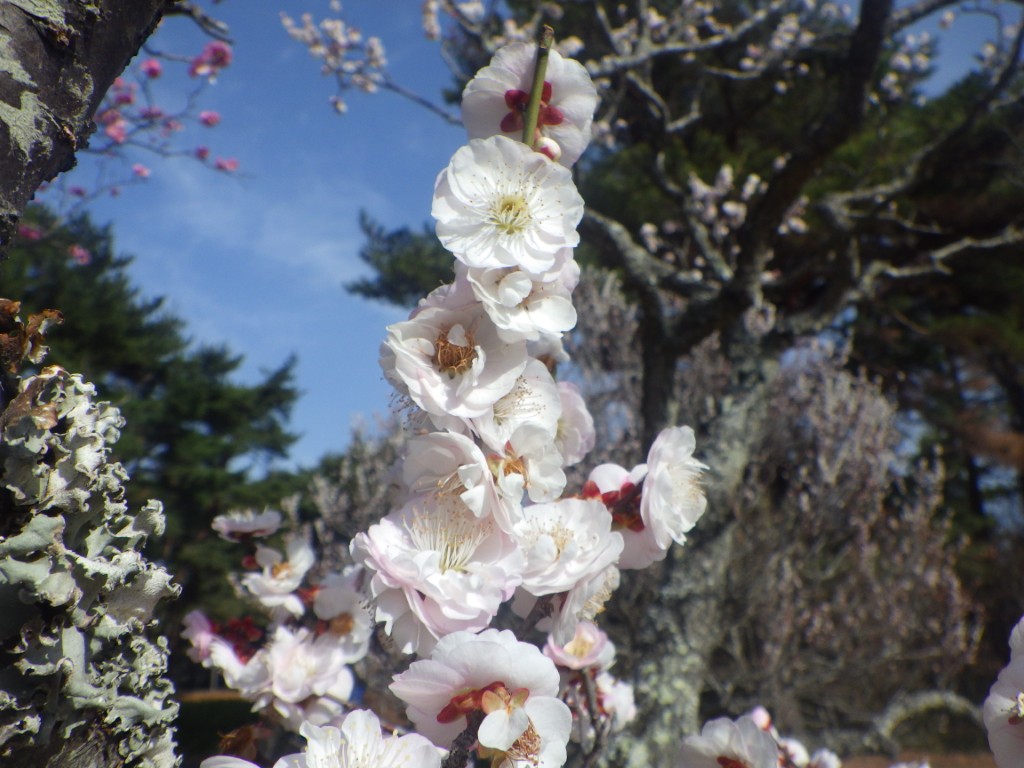 ウメに関するページ
