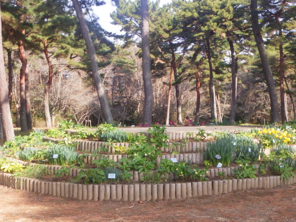 クリスマスローズ３