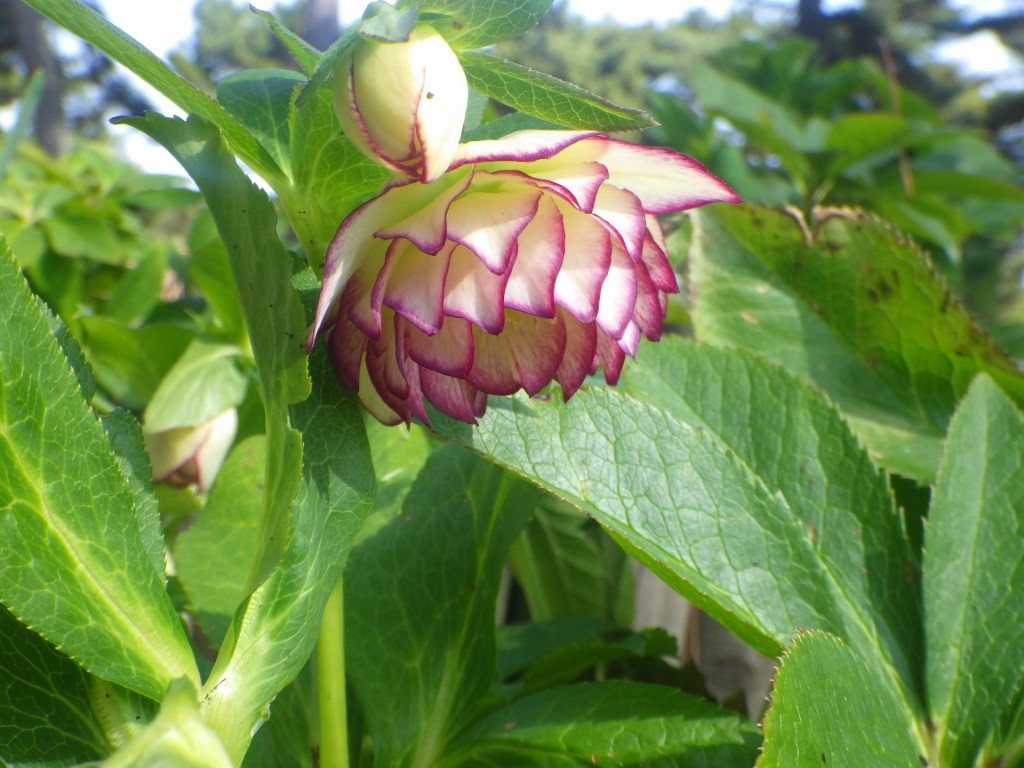 クリスマスローズ１