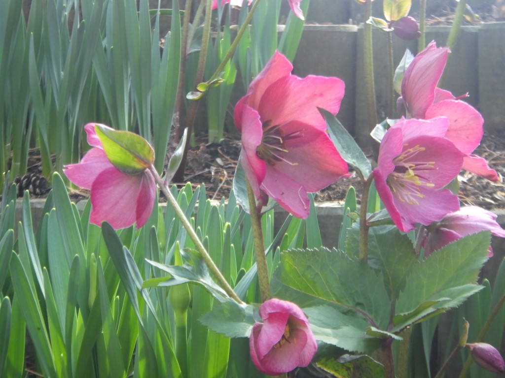 クリスマスローズ２