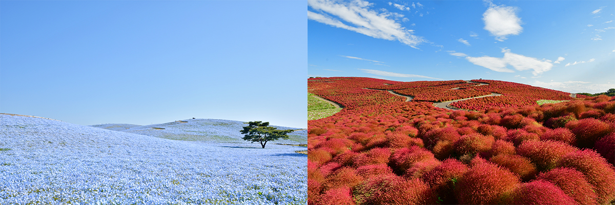 ネモフィラ&コキア