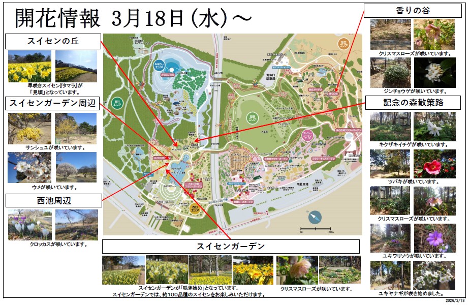 最新の開花情報に関するページ