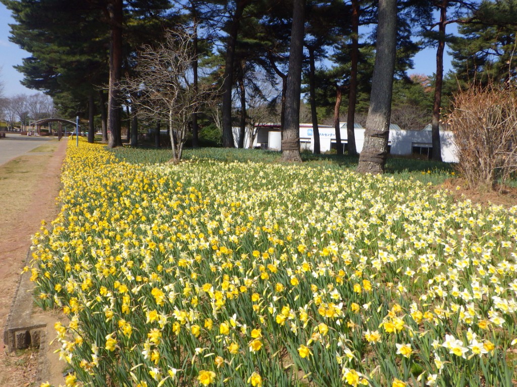 スイセンに関するページ