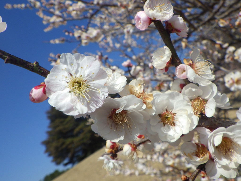 ウメに関するページ