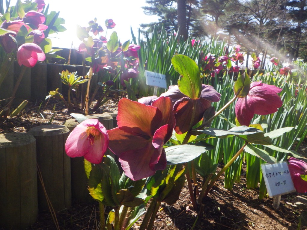 クリスマスローズに関するページ