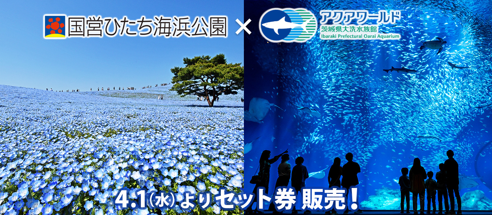 大洗水族館セット券