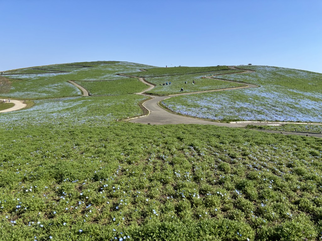 丘_ネモフィラ２