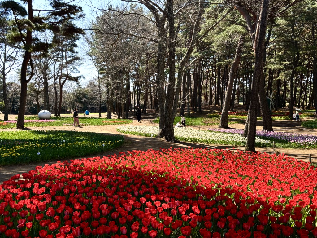 チューリップ2