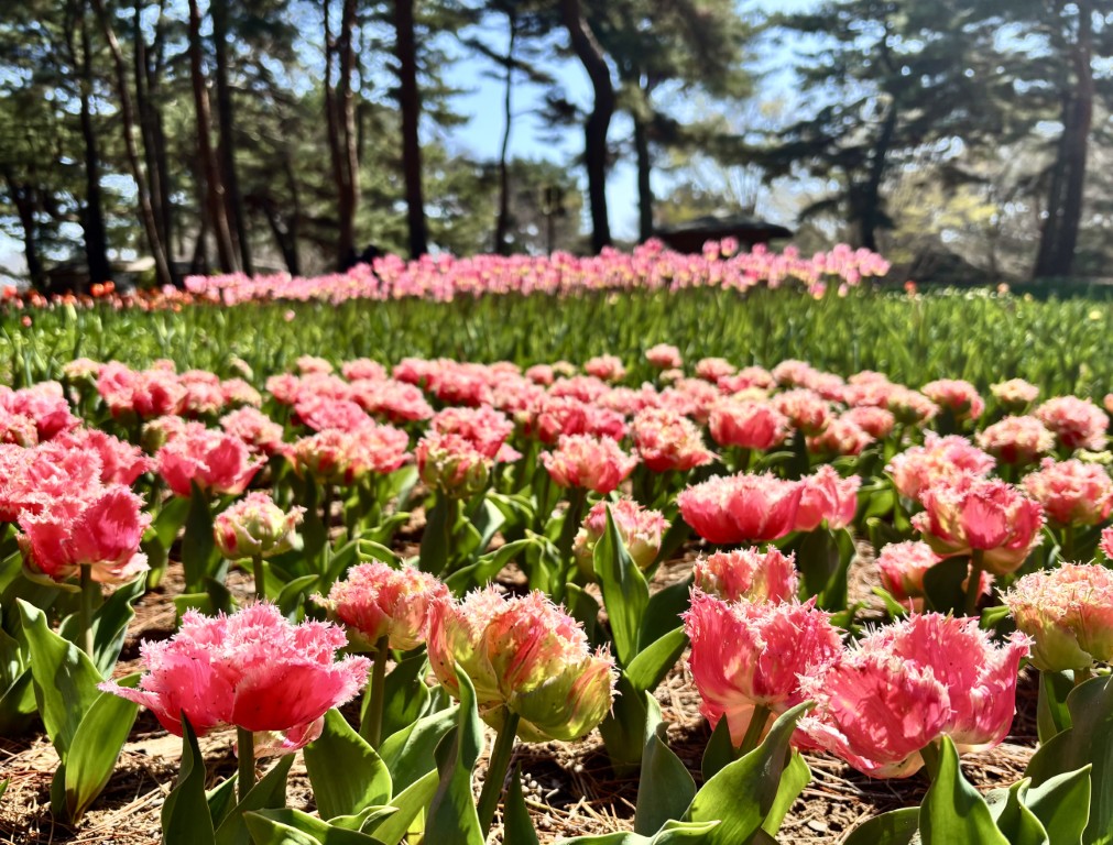 チューリップ品種１