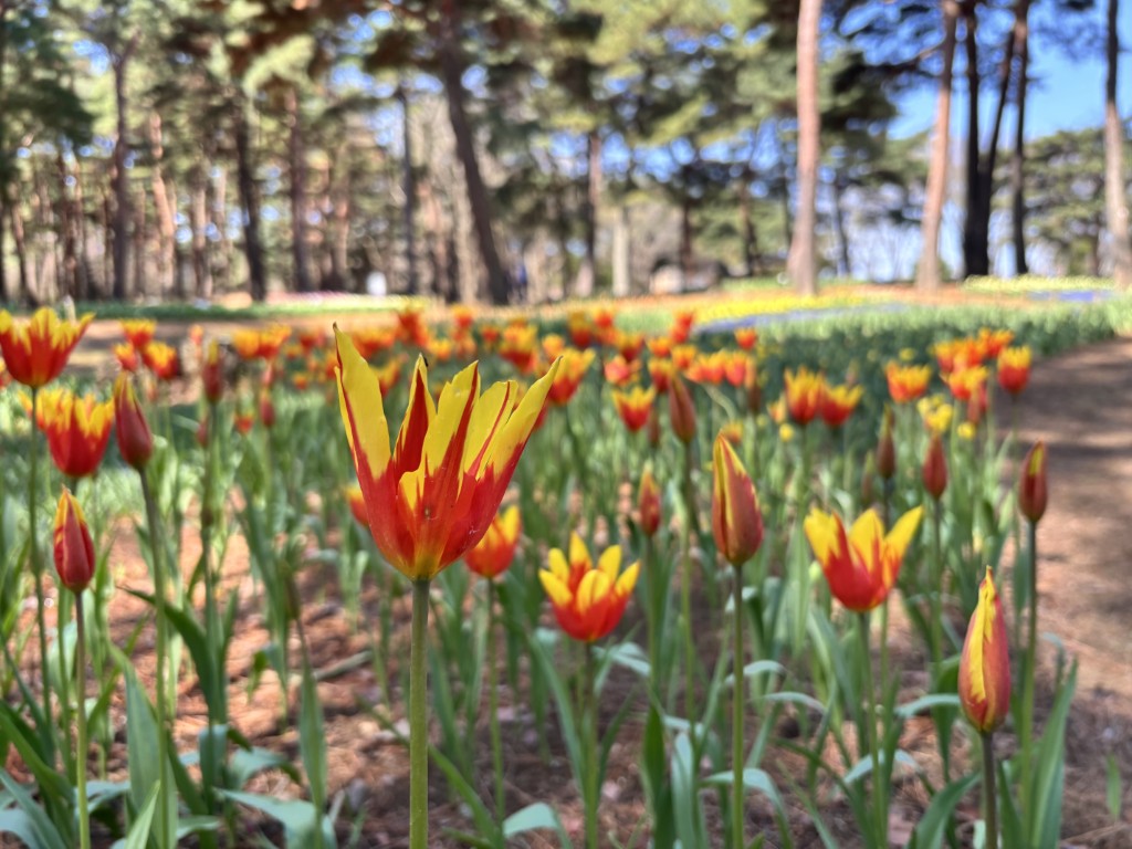 チューリップ品種２