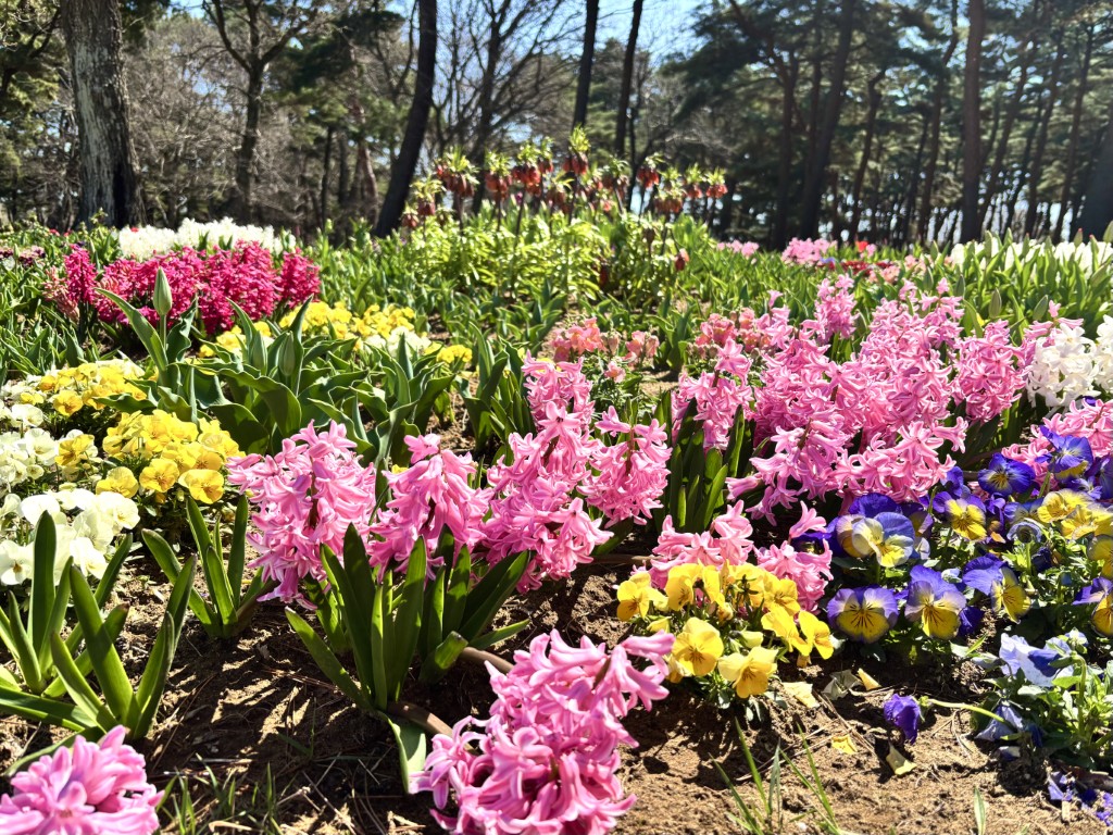 チューリップ以外１