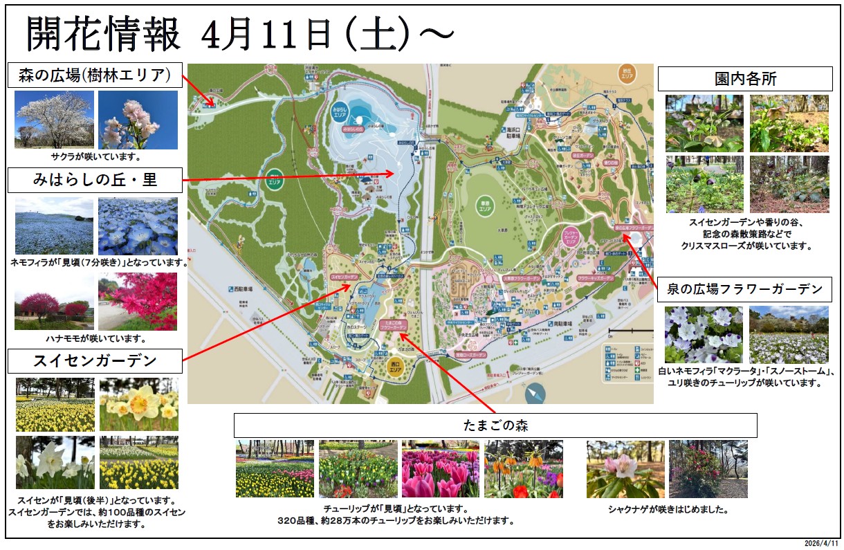 最新の開花情報に関するページ
