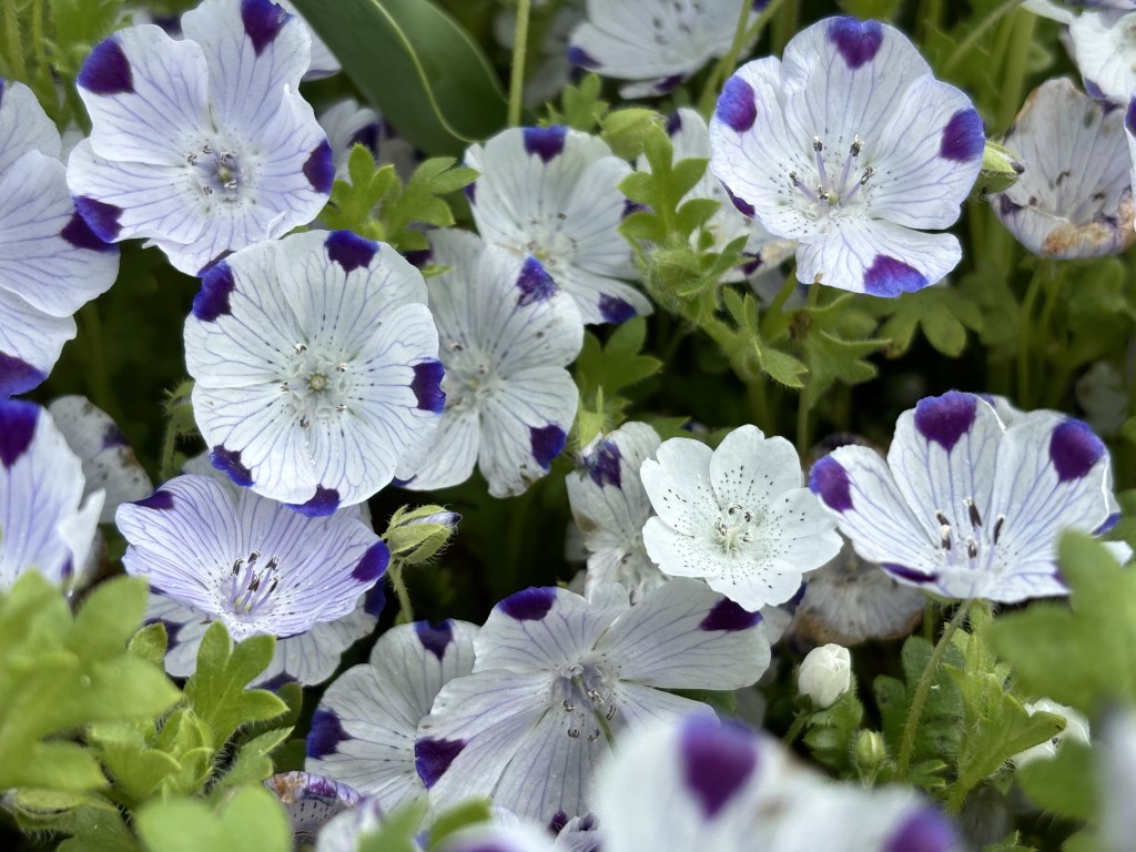 ネモフィラ【マクラータ・スノーストーム】に関するページ