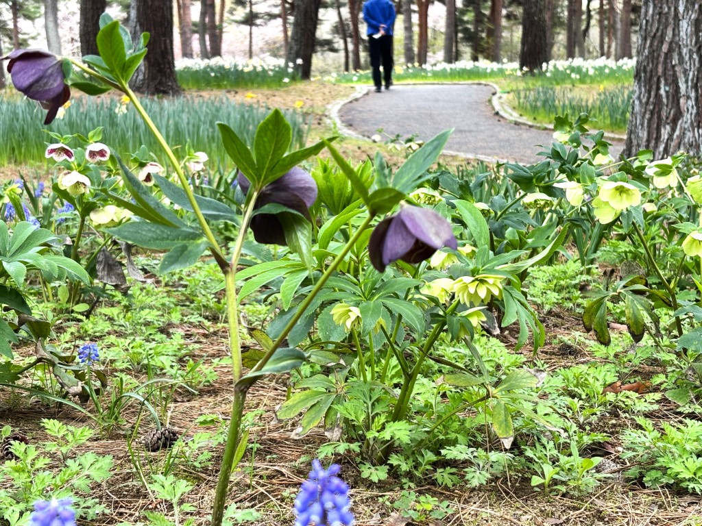 スイセンG_クリスマスローズ１