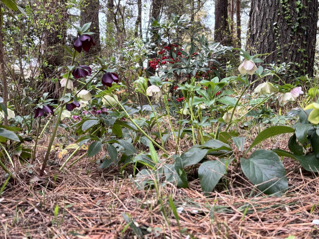 記念の森_クリスマスローズ１