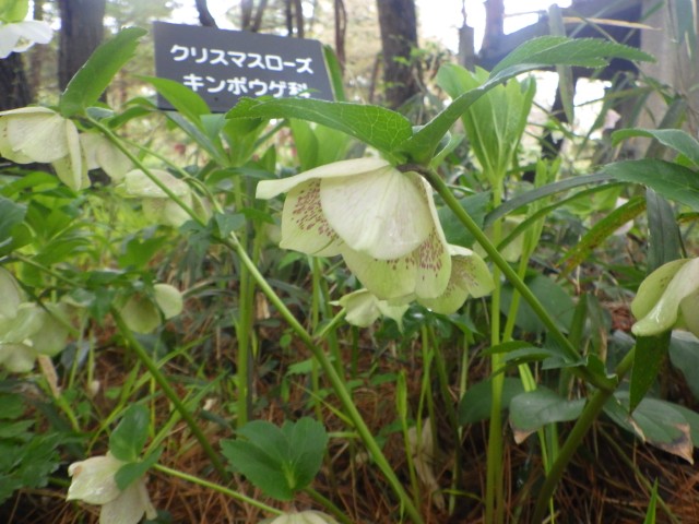 記念の森_クリスマスローズ２