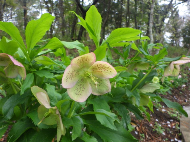 香りの谷_クリスマスローズ１
