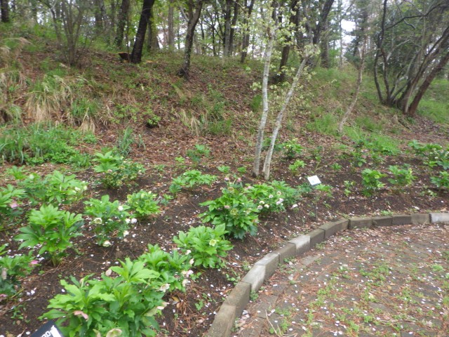 香りの谷_クリスマスローズ２