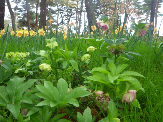 スイセンG_クリスマスローズ２