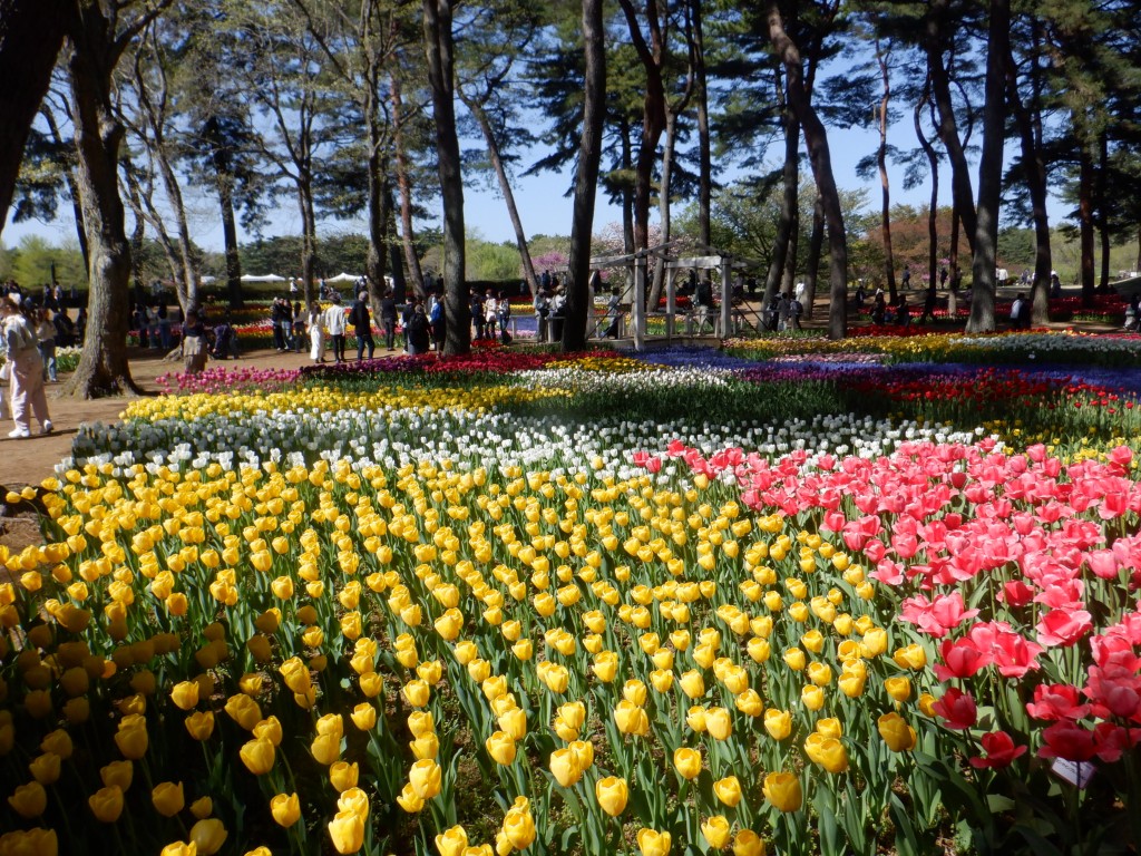 チューリップに関するページ