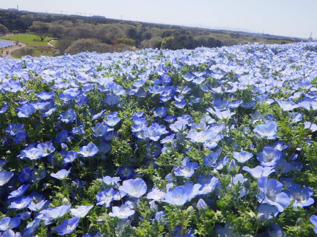 ネモフィラ【インシグニスブルー】に関するページ