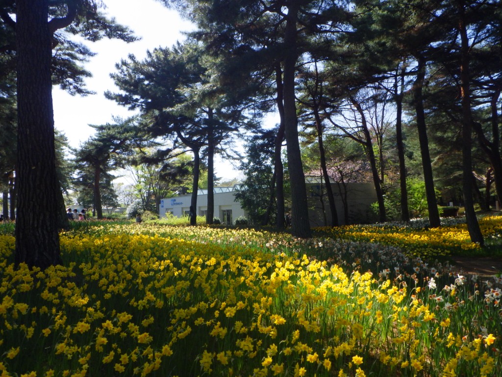 スイセンに関するページ