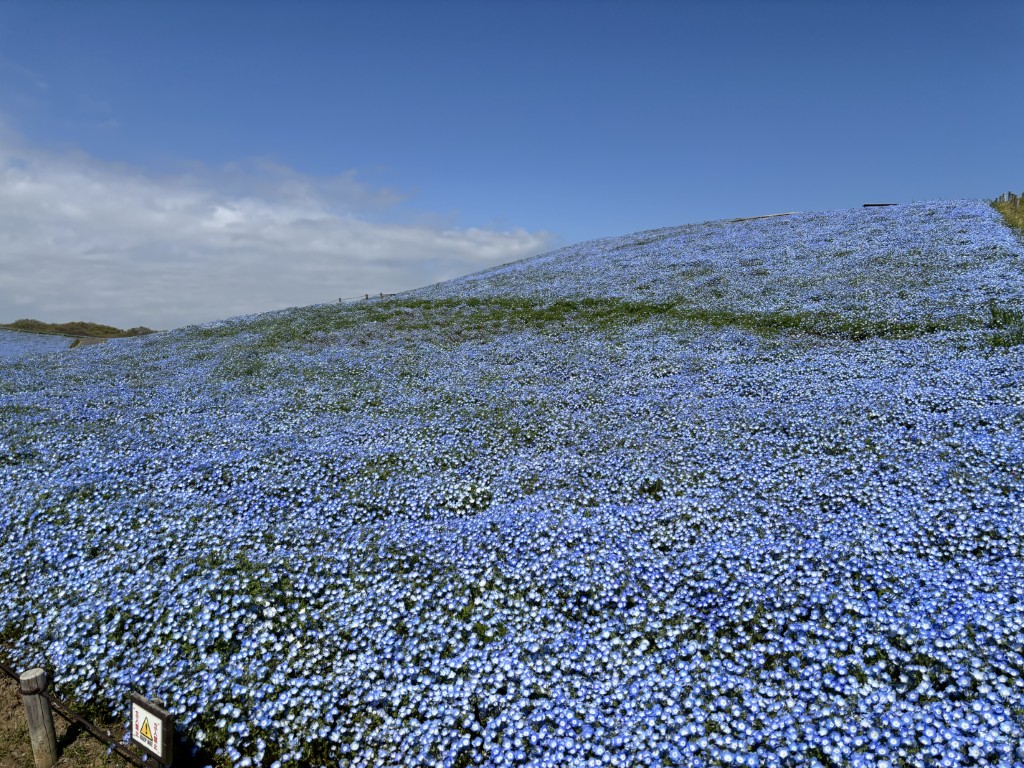 20260406ネモフィラ2