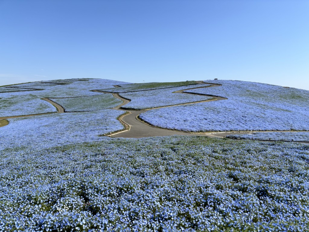 20260406ネモフィラ1