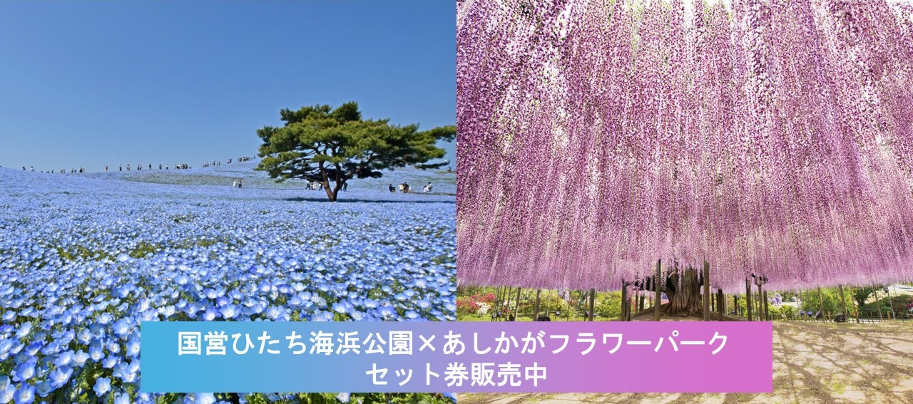 国営ひたち海浜公園&times;あしかがフラワーパークセット券