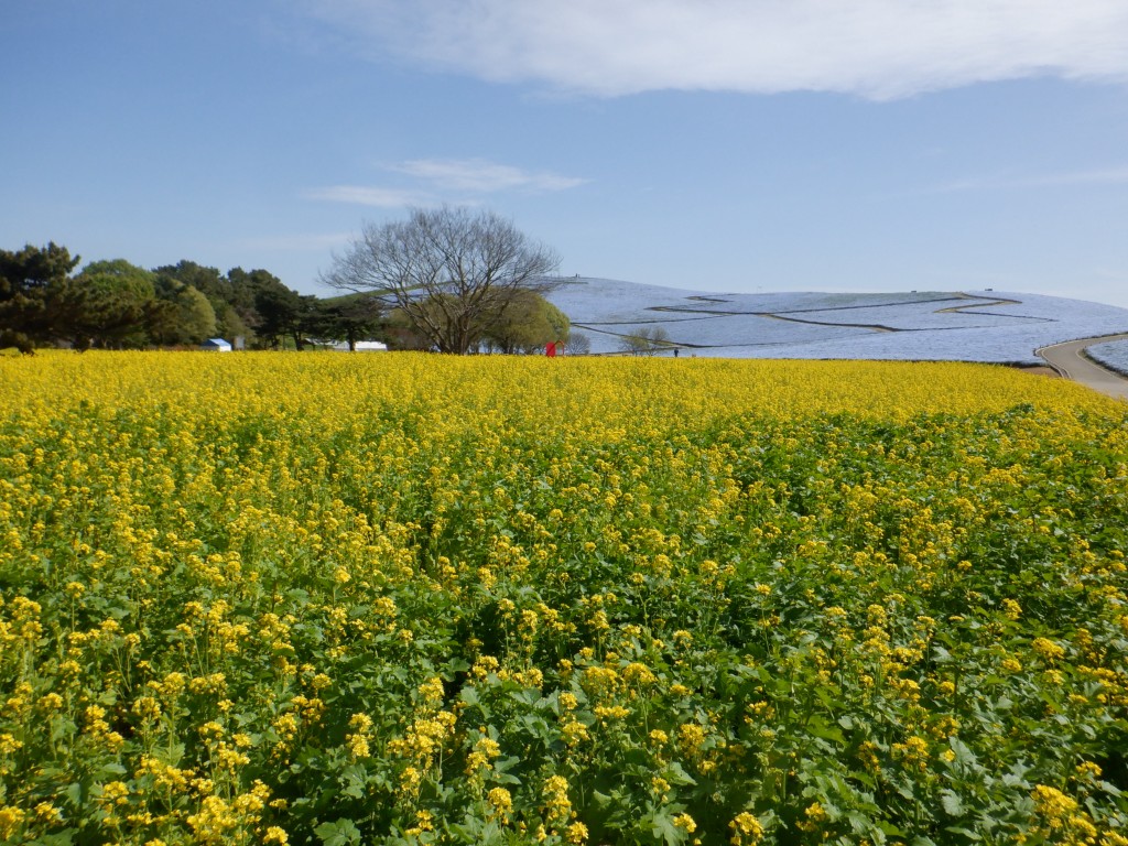 20260413ナノハナ2