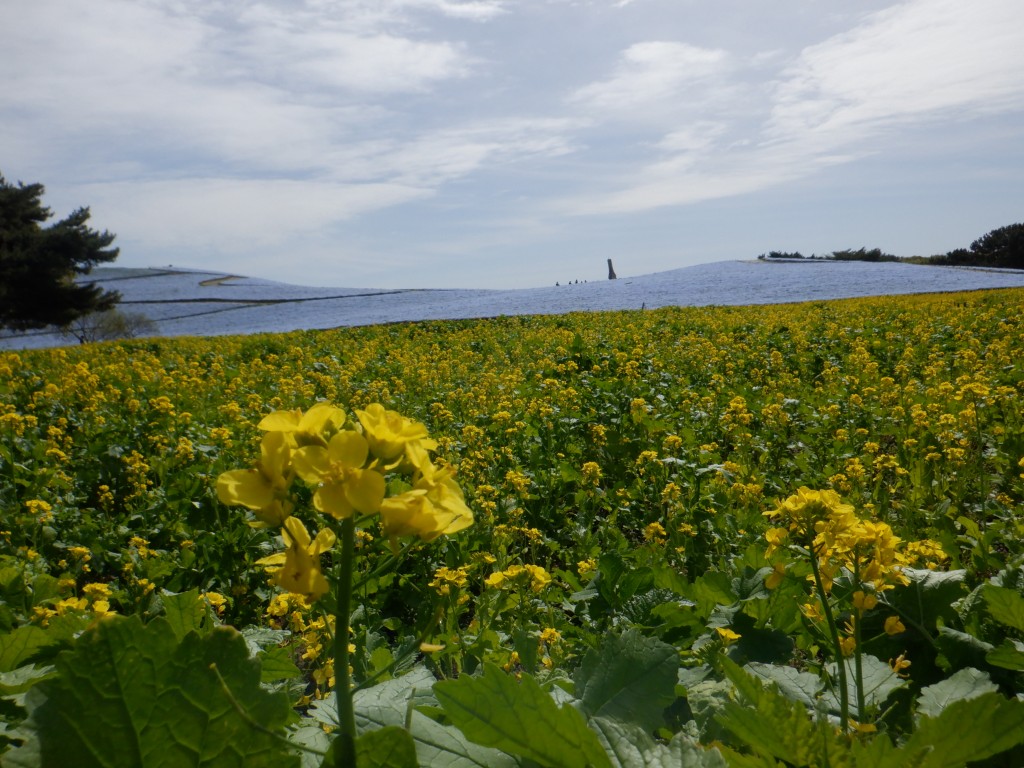 20260413ナノハナ1