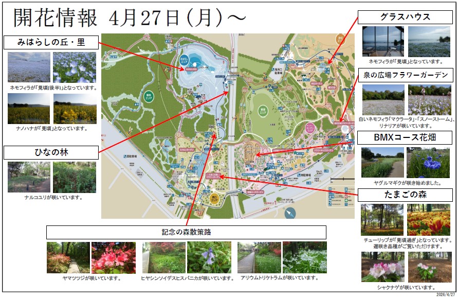 最新の開花情報に関するページ