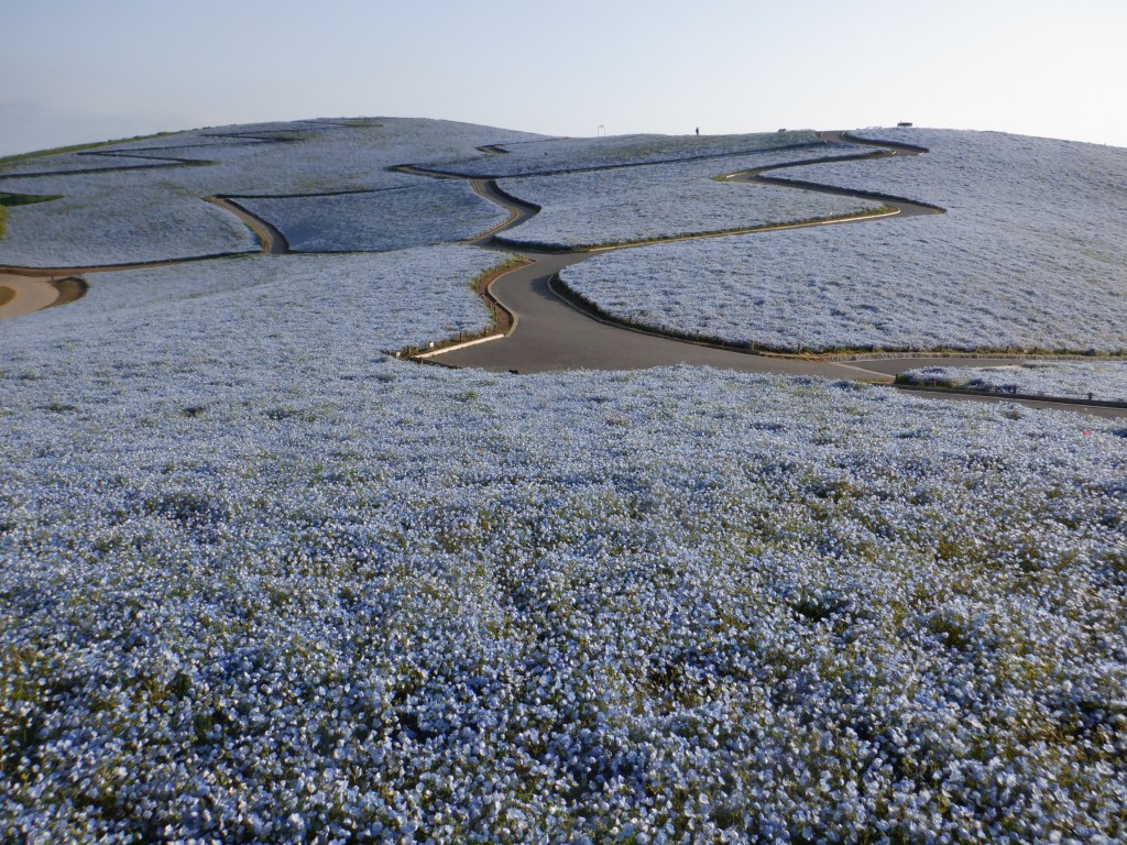 ネモフィラ【インシグニスブルー】に関するページ