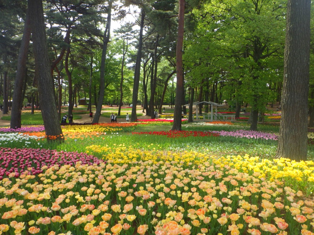 チューリップに関するページ