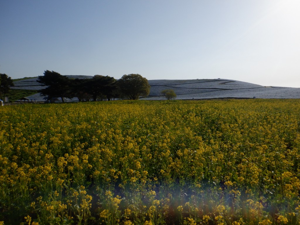 ナノハナに関するページ