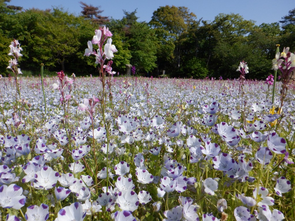 ネモフィラ【マクラータ・スノーストーム】に関するページ