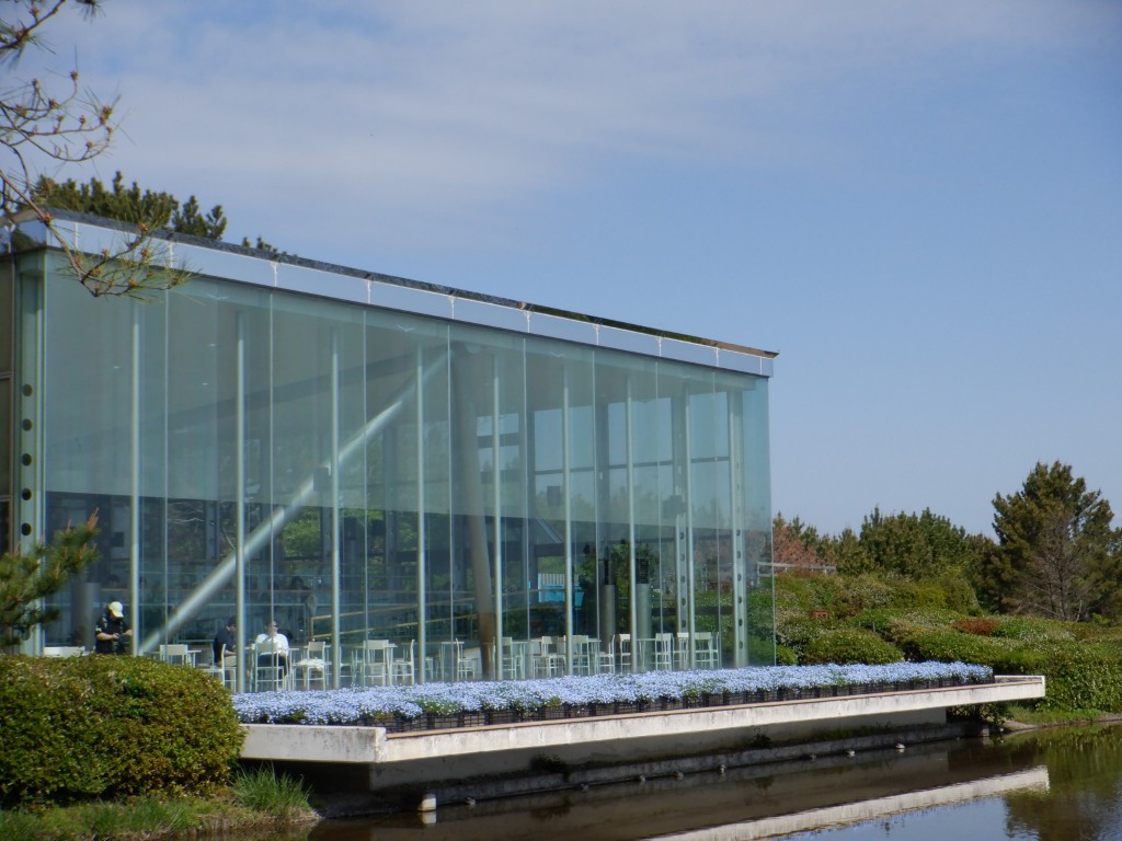 20260426グラスハウスネモフィラ1