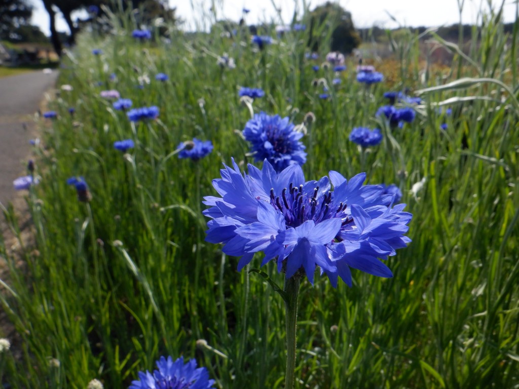 ヤグルマギクに関するページ