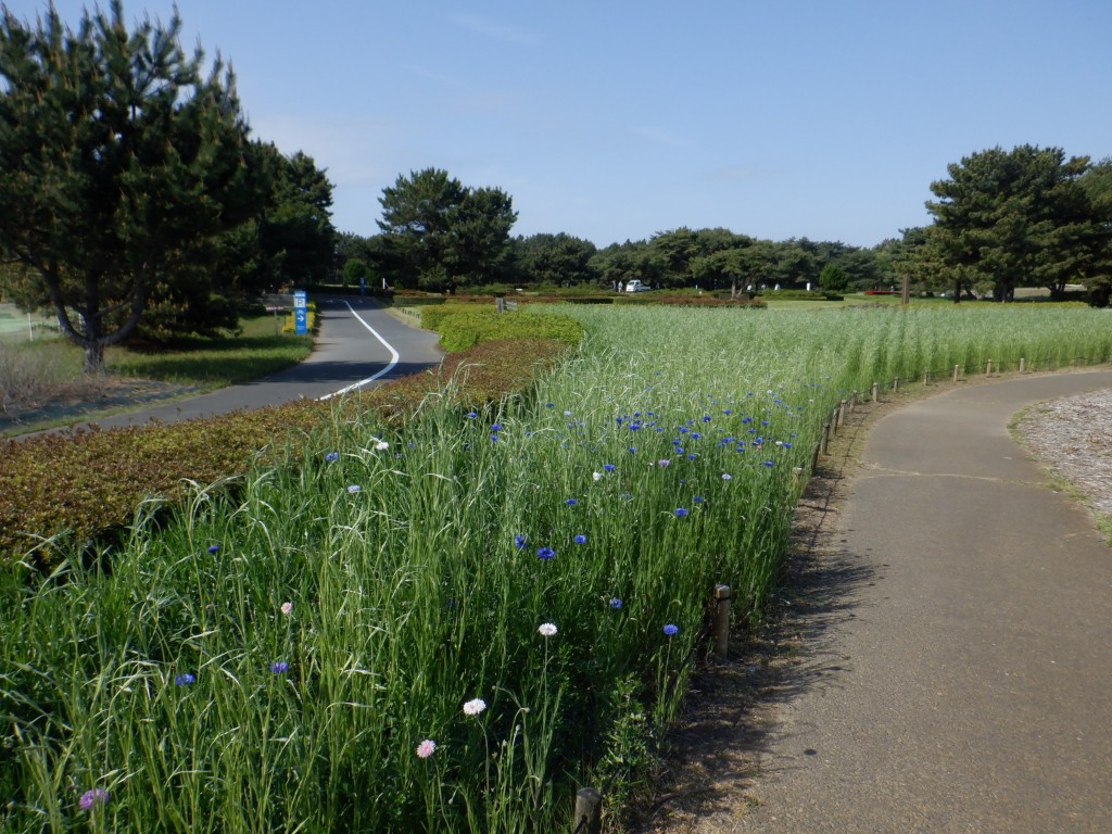 20260426ヤグルマ2