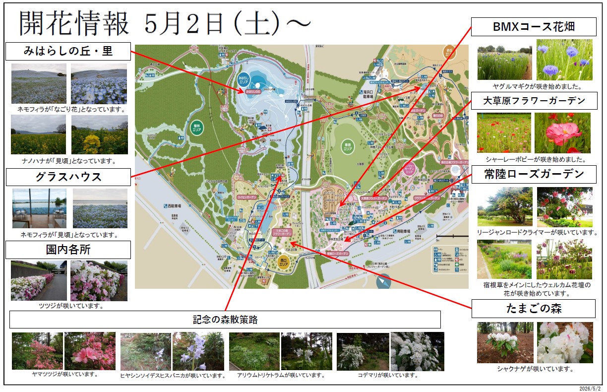 最新の開花情報に関するページ