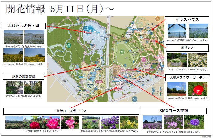 最新の開花情報に関するページ
