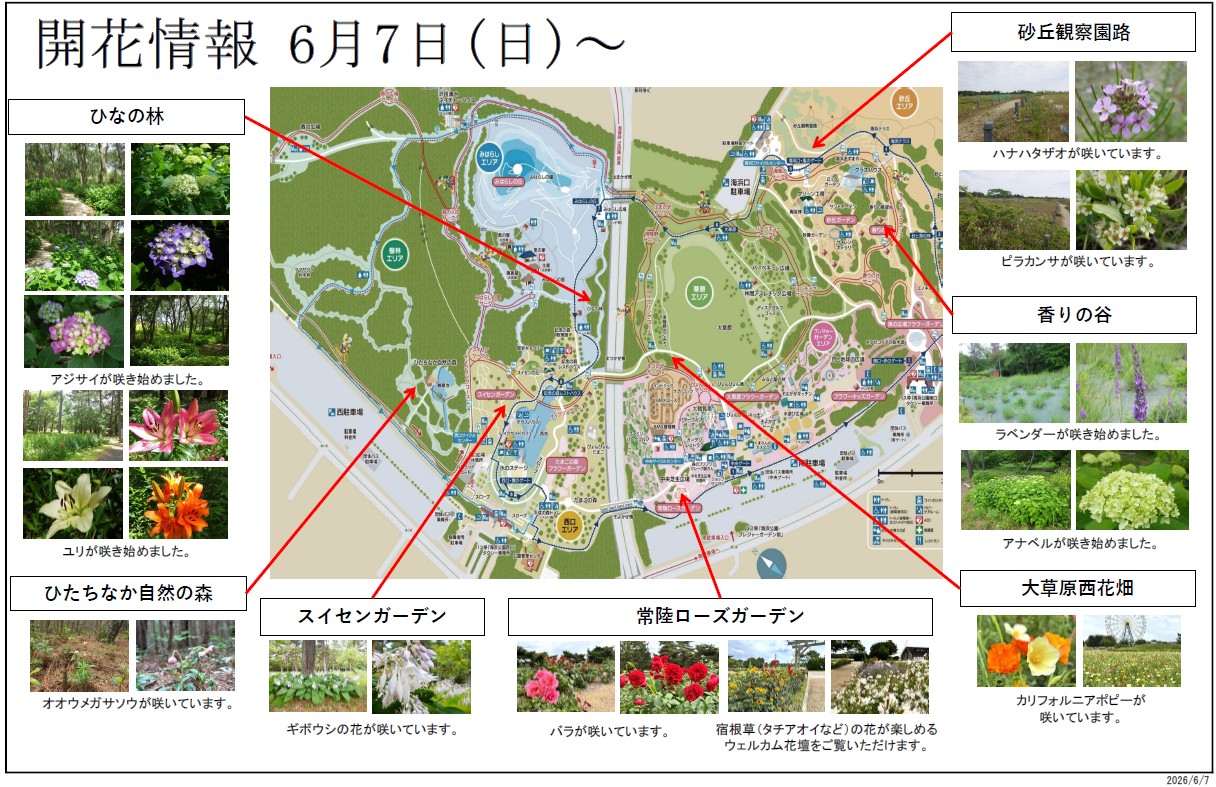 最新の開花情報に関するページ