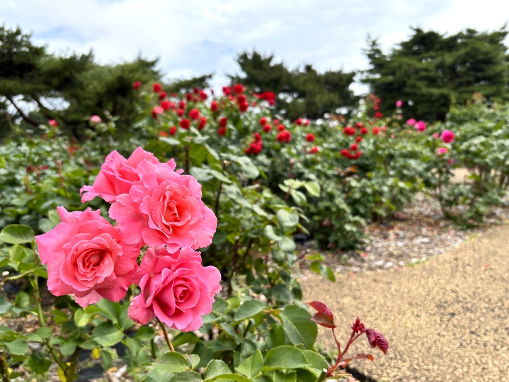 バラ | 国営ひたち海浜公園公式ホームページ
