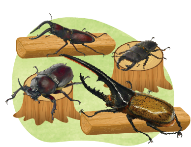 カブトムシハウス3