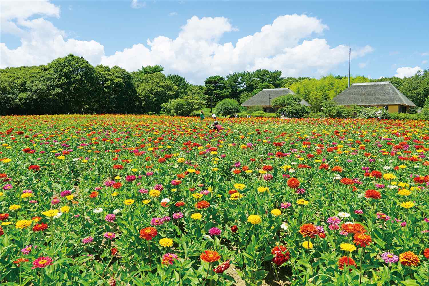 ジニア（2026夏特集用）